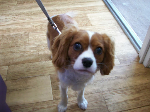 Boutique «Ocean Grove Pet Boutique», reviews and photos, 60 Main Ave, Ocean Grove, NJ 07756, USA