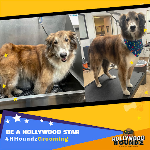 Pet Groomer «Hollywood Houndz Boutique, Spa & Hotel», reviews and photos, 4243 W Lake Mary Blvd, Lake Mary, FL 32746, USA