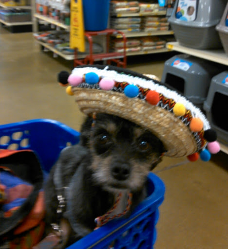 Pet Store «Planet Pet», reviews and photos, 64 Carothers Rd, Newport, KY 41071, USA