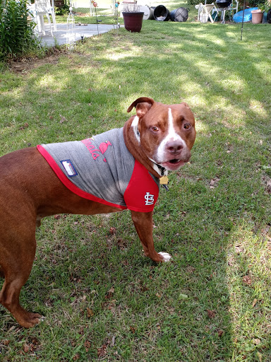 Pet Supply Store «PetSmart», reviews and photos, 13927 New Halls Ferry Road, Florissant, MO 63033, USA