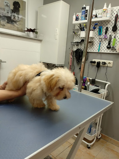 Hundesalon-fischland unter Wustrow, 
