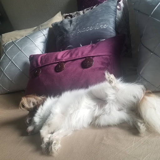 Pet Supply Store «PetSmart», reviews and photos, 919 Lakeland Park Center Dr Unit 380, Lakeland, FL 33809, USA