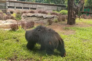 Sloth Bear Enclosure image