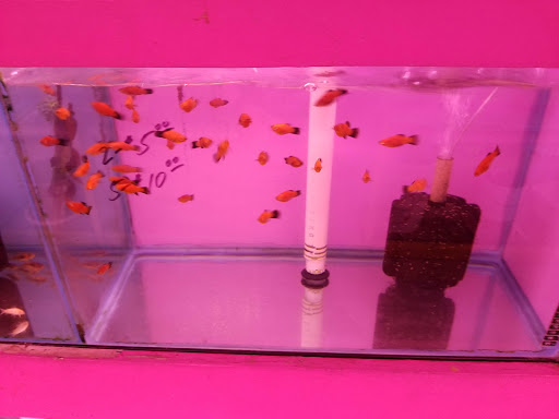 Pet Store «D D Fish & Pets», reviews and photos, 2413 S Fairview St, Santa Ana, CA 92704, USA