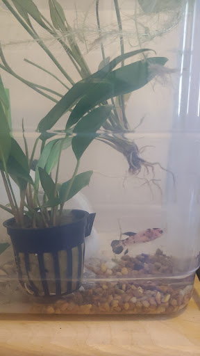 Aquarium «Pacific Aquarium & Plant Inc», reviews and photos, 46 Delancey St #1, New York, NY 10002, USA