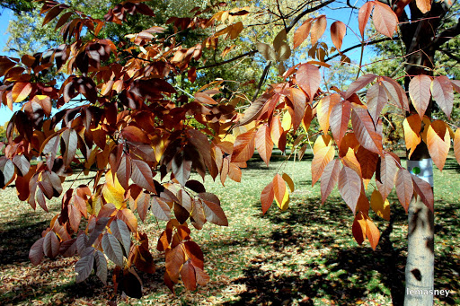 Park «Washington Park», reviews and photos, 701 S Franklin St, Denver, CO 80209, USA