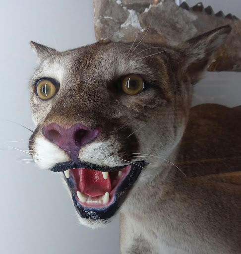 Museum «Museum of Natural and Cultural History», reviews and photos, 1680 E 15th Ave, Eugene, OR 97401, USA