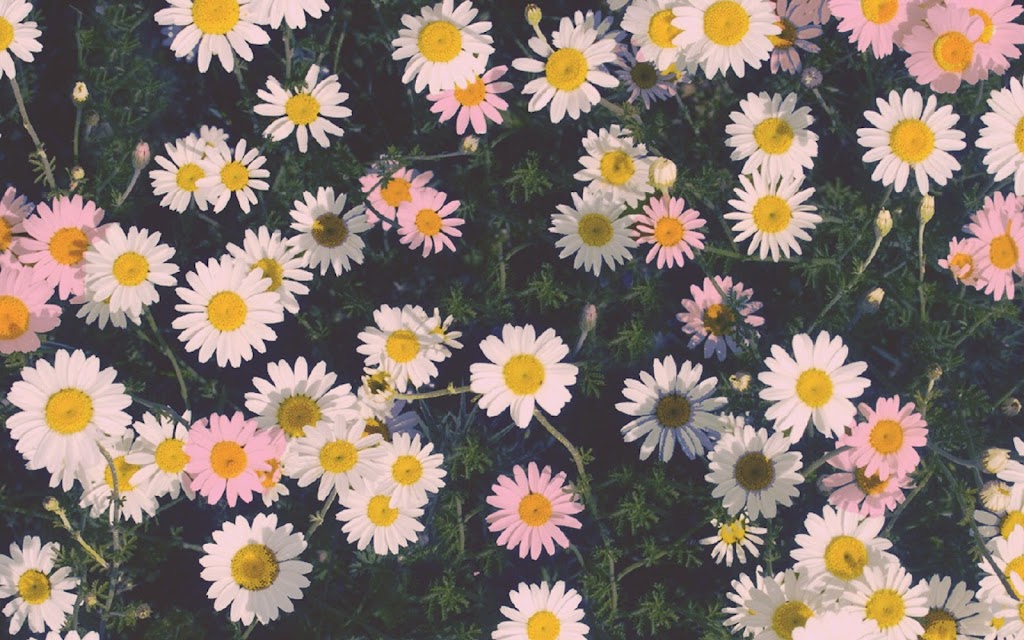 Bloom 57702