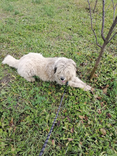 SparklyPets - Online Pet Store