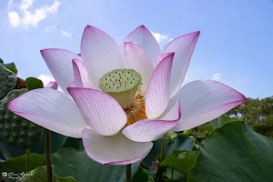 Ancient Lotus Hall image