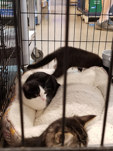 Pet Store «PetSmart», reviews and photos, 3957 Vineyard Dr, Dunkirk, NY 14048, USA