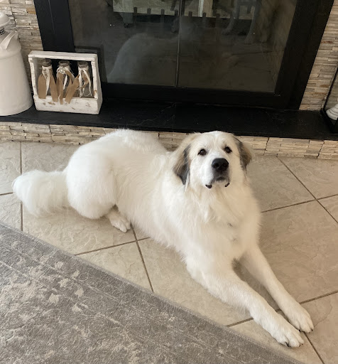 Boutique «Fetching Canine Grooming and Boutique», reviews and photos, 1490 W State Rd 434, Longwood, FL 32750, USA