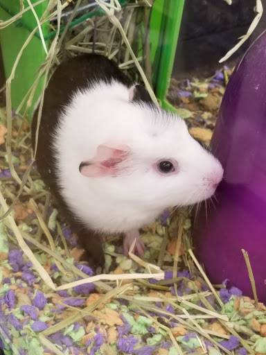 Pet Supply Store «PetSmart», reviews and photos, 5812 Youngstown Warren Rd, Niles, OH 44446, USA