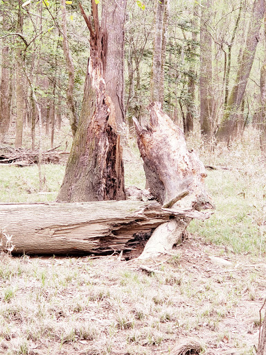 National Park «Congaree National Park», reviews and photos, 100 National Park Rd, Hopkins, SC 29061, USA