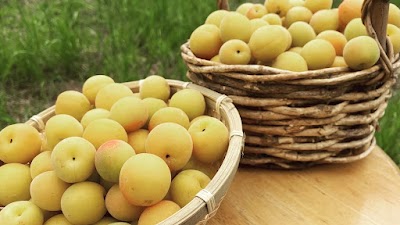 有機JASとヴィンテージ梅干しの「ゆあさ農園」