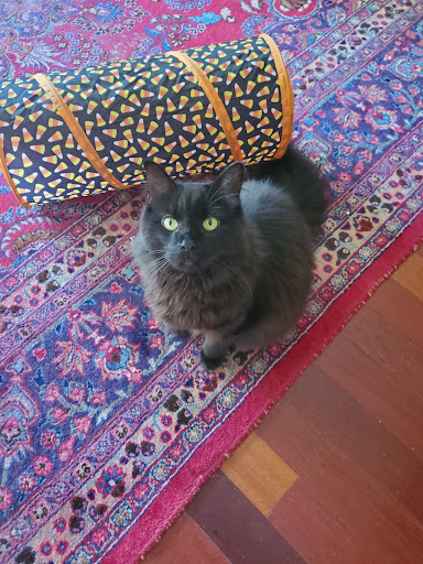 Animal Shelter «Heritage Humane Society», reviews and photos