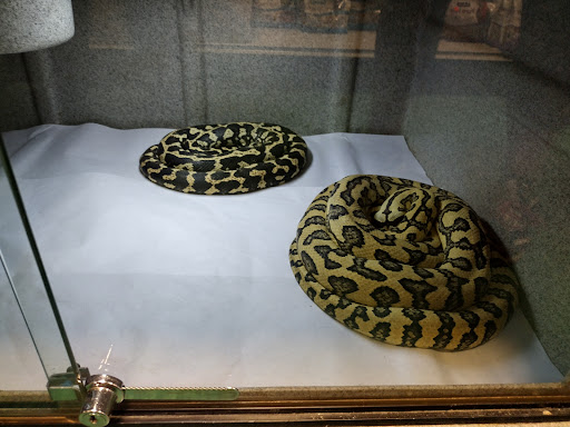 Pet Store «The Enclosure», reviews and photos, 1820 Golden Mile Hwy, Pittsburgh, PA 15239, USA