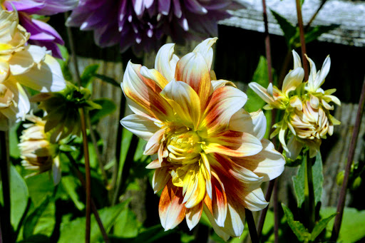 Wedding Venue «Red Cedar Farm», reviews and photos, 27054 NW Lofall Rd, Poulsbo, WA 98370, USA