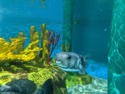 Aquarium «Florida Keys Aquarium Encounters», reviews and photos, 11710 Overseas Hwy, Marathon, FL 33050, USA