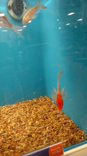 Pet Supply Store «PetSmart», reviews and photos, 5200 W Main St, Kalamazoo, MI 49009, USA