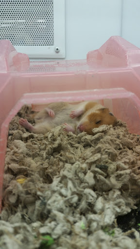 Pet Supply Store «PetSmart», reviews and photos, 2828 Campus Pkwy, Riverside, CA 92507, USA