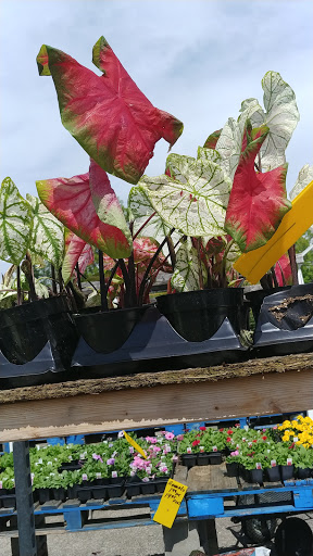 Produce Market «Iroquois Fruit Market», reviews and photos, 5405 New Cut Rd, Louisville, KY 40214, USA