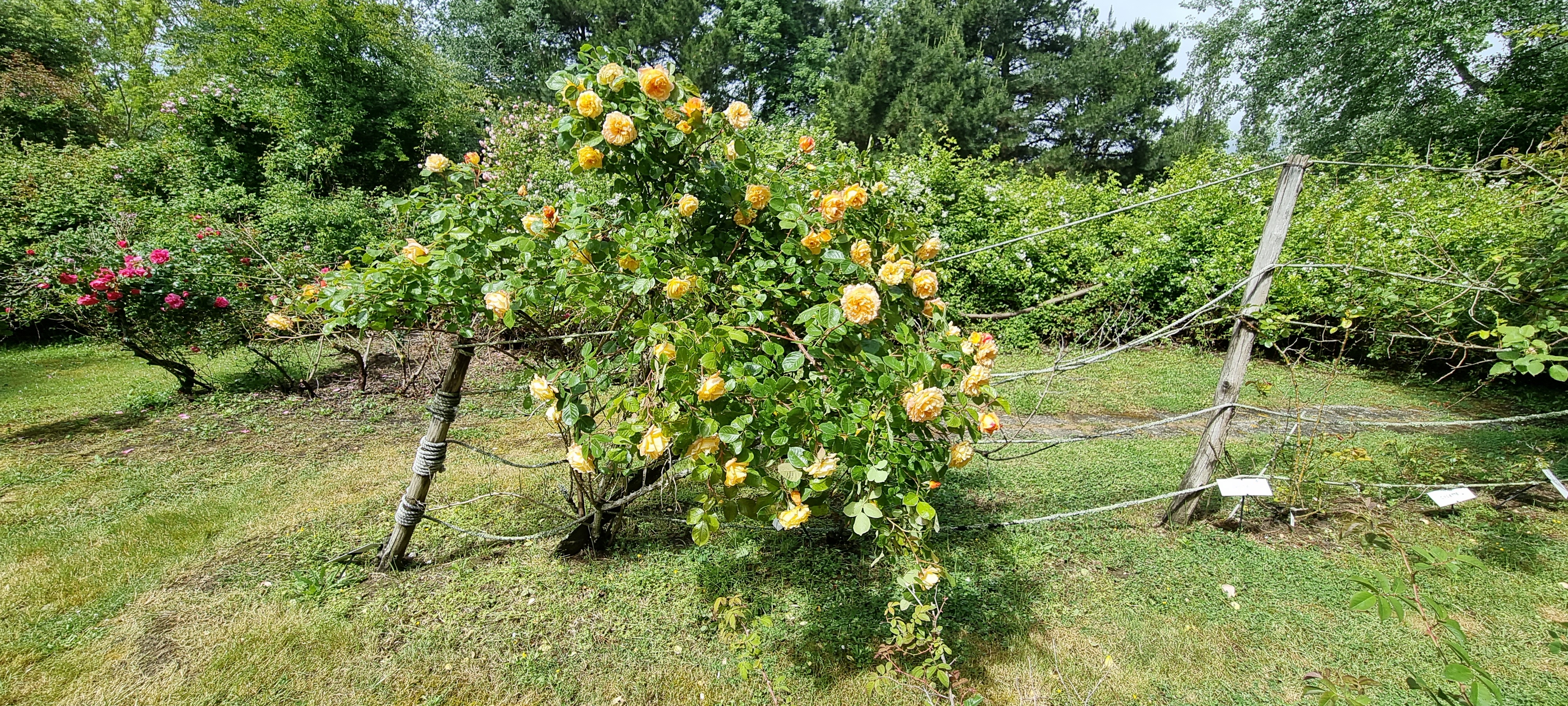 Photo n° 14 de l'avis de Lavialle.e fait le 24/05/2021 à 16:18