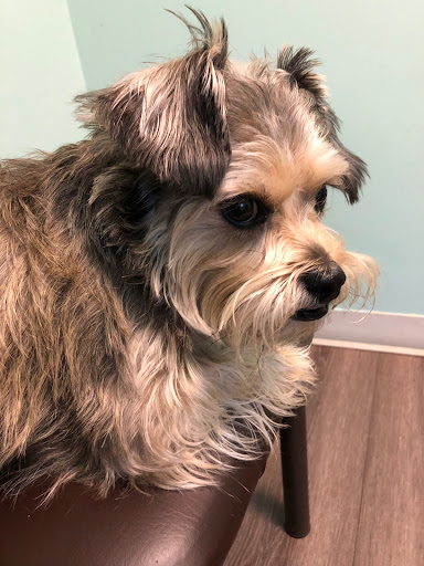 Palmerdale Animal Clinic image