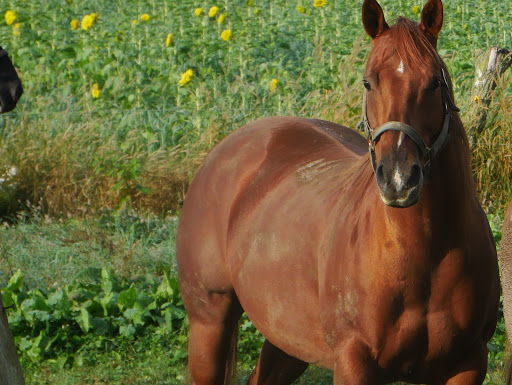 366 Crossman Rd, Wyoming, NY 14591, USA