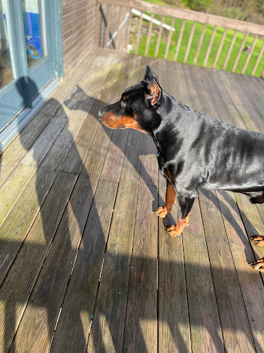 Photo of GRAYS DOBERMAN