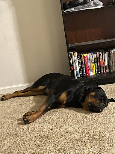 Dog Trainer «Off Leash K9 Training, Charlottesville», reviews and photos, 8782 Seminole Trail, Ruckersville, VA 22968, USA