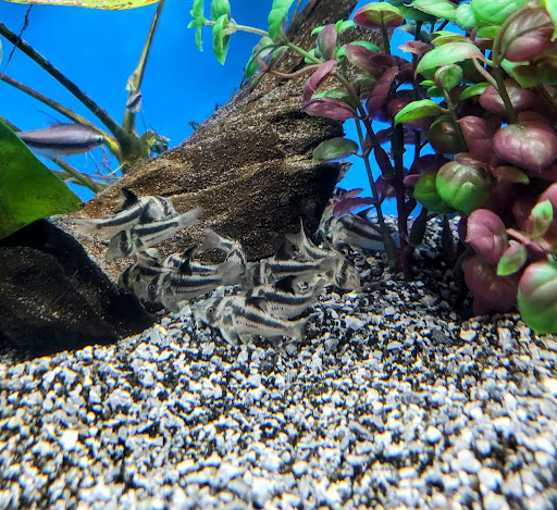 Pet Store «Bluewater Zoo Exotic Aquariums & Reptiles», reviews and photos, 159 Miracle Strip Pkwy SE, Fort Walton Beach, FL 32548, USA