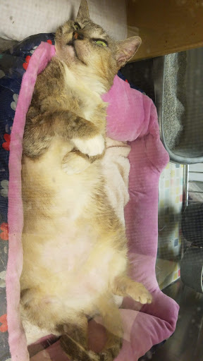 Pet Supply Store «PetSmart», reviews and photos, 4101 Oakwood Blvd, Hollywood, FL 33020, USA