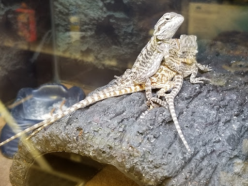 Pet Supply Store «Petco Animal Supplies», reviews and photos, 860 Broadway, New York, NY 10003, USA