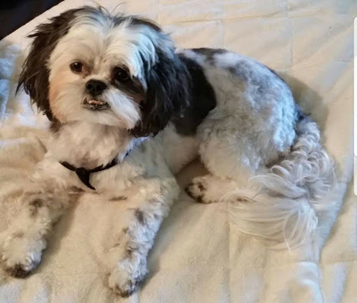 Pet Groomer «Go Pet Go», reviews and photos, 115 NE 91 St, Kansas City, MO 64155, USA