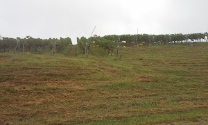 Valhalla Vineyards - photo 81