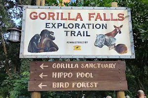Gorilla Falls Exploration Trail image