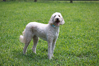 Dog Dude Ranch - Photo 5 - Car repair in Miami, FL, Hialeah