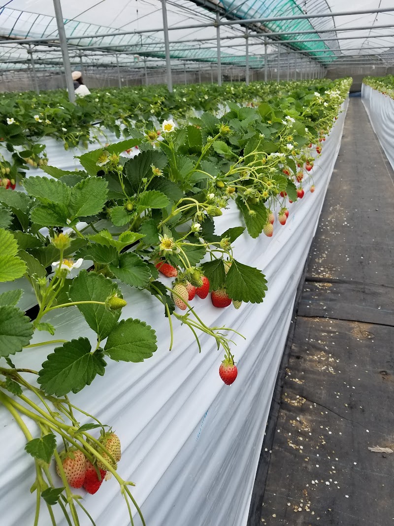 梶原フルーツ 福岡県うきは市浮羽町三春 果樹園 グルコミ