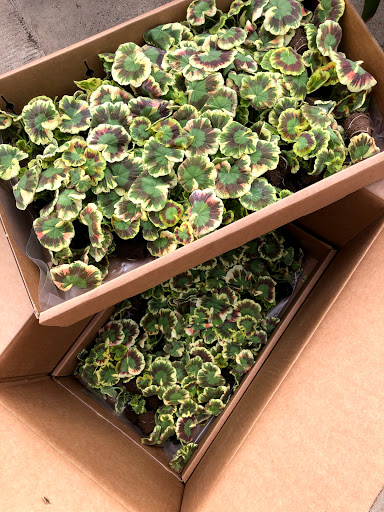 Florist «The Garden», reviews and photos, 155 Main St N, Woodbury, CT 06798, USA