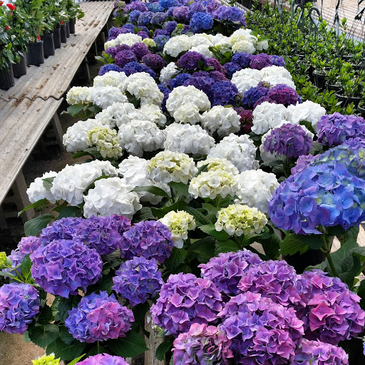 Florist «Exotic Flowers», reviews and photos, 609 American Legion Hwy, Boston, MA 02131, USA