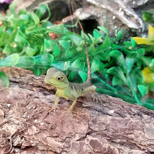 Pet Supply Store «PetSmart», reviews and photos, 625 Baltimore Blvd, Westminster, MD 21157, USA