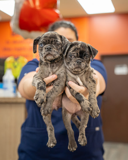 Pet Store «Petland Pembroke Pines», reviews and photos, 356 N University Dr, Pembroke Pines, FL 33024, USA