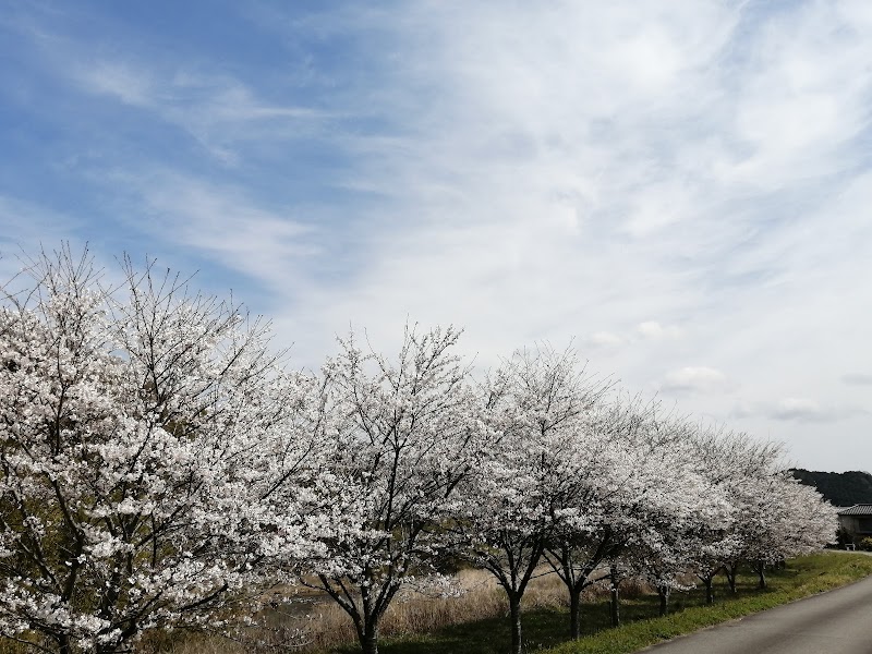 上宿桜並木