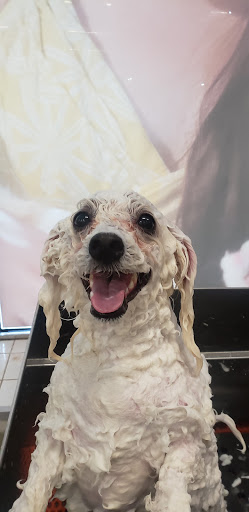 Pet Supply Store «Petco Animal Supplies», reviews and photos, 157-20 Cross Bay Blvd, Howard Beach, NY 11414, USA