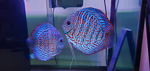 Tropical Fish Store «Jack Wattley Discus», reviews and photos, 6944 NE 4th Ave, Miami, FL 33138, USA