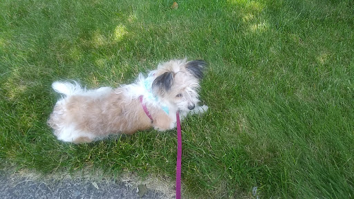 Pet Store «Little Paws Dog Shop LLC», reviews and photos, 19 E Main St, Palmyra, PA 17078, USA