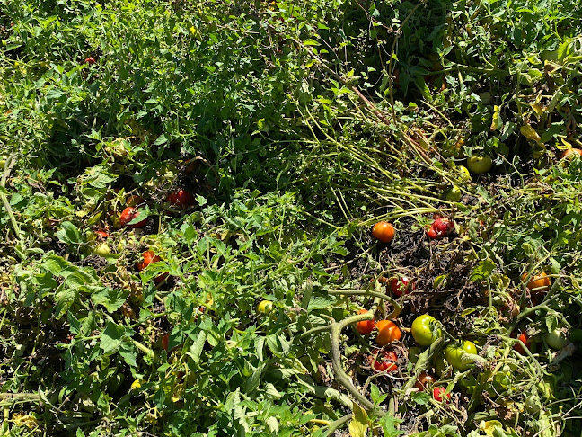 Pataka Berries - Fruit and vegetable store