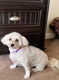 Parthenon P.U.P.S. Professional Pet Services - Photo 8 - Car repair in , Nashville