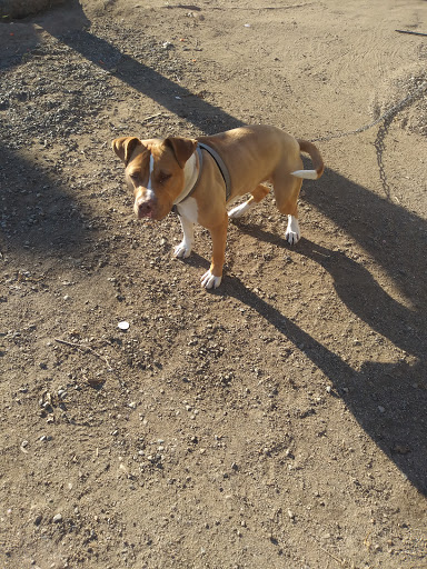 Pet Supply Store «Petco Animal Supplies», reviews and photos, 2140 W Cleveland Ave #100, Madera, CA 93637, USA